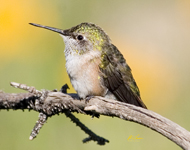 Broad Tailed Hummingbird 7678